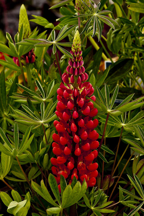 Russell Lupins Photograph