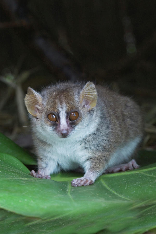 Russet Mouse Lemur (microcebus Rufus Photograph by Keren Su - Fine Art ...