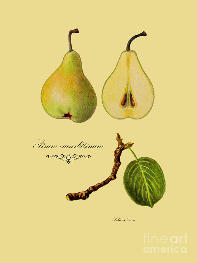 Russet pear Drawing by Alexa Szlavics