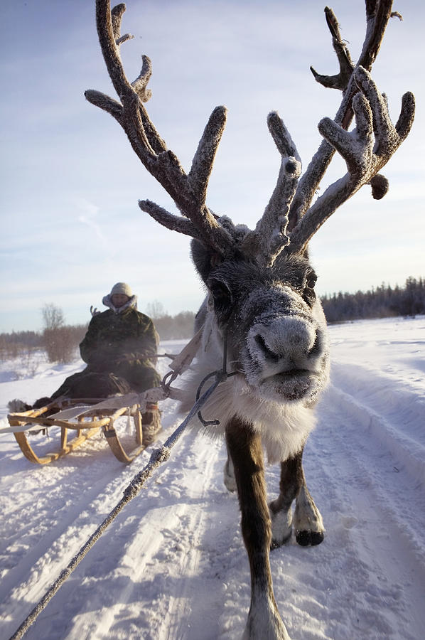 Russia, Siberia, Reindeer Sledding Trip Photograph by Christopher Roberts