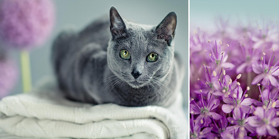 Russian Blue Collage Photograph by Nailia Schwarz