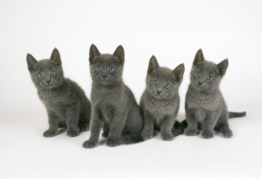 Russian Blue Kittens Photograph by John Daniels