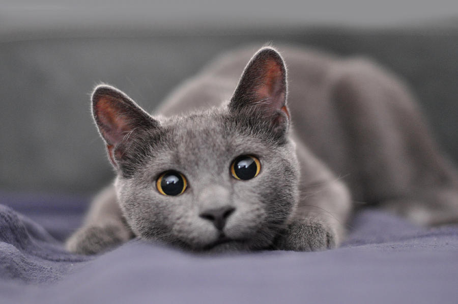 Russian blue Photograph by Senchy