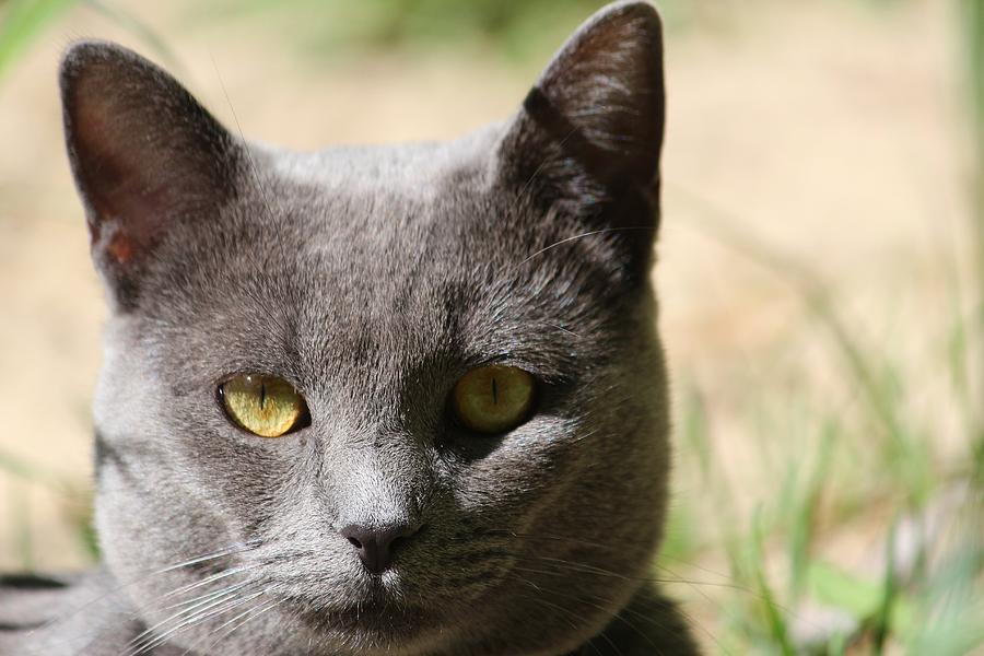 Cat Photograph - Russian Blue by Sue Chisholm