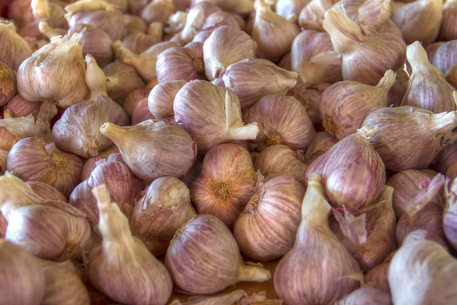 Russian garlic Photograph by Eti Reid