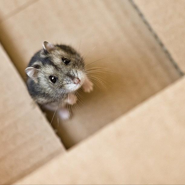Winter Photograph - Russian Hamster In A Box by Pier Paolo Cristaldi