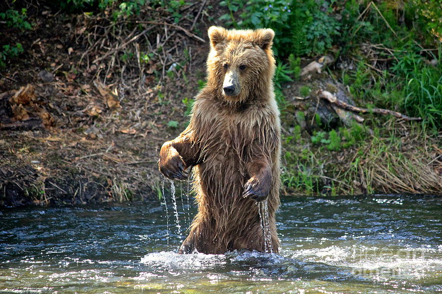 Wildlife Photograph - Russian River  by Shiela  Mahaney