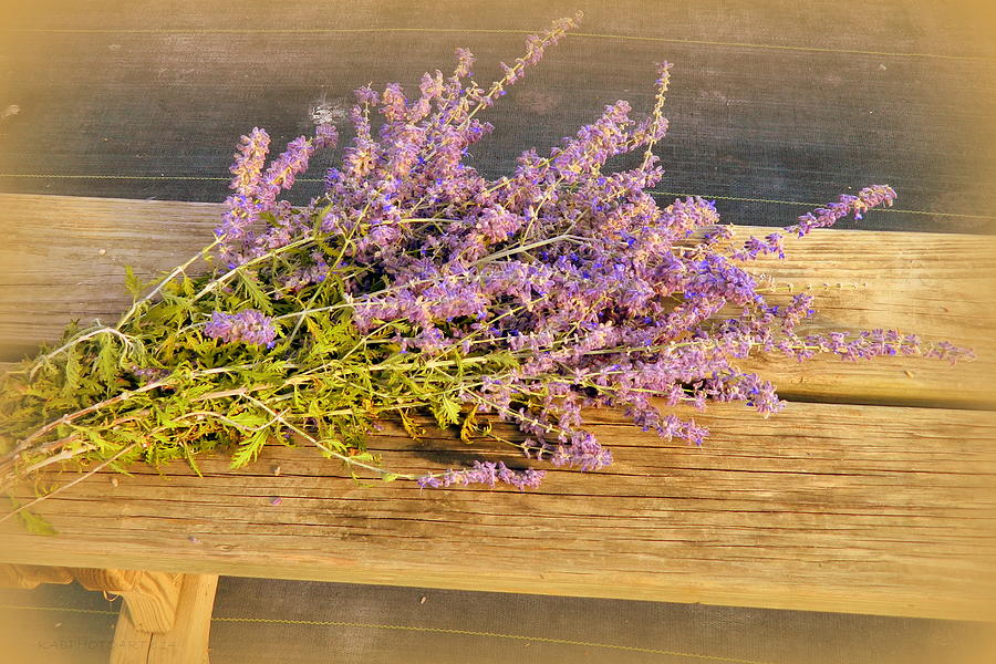 Russian Sage Lavender Photograph by Kathy Barney