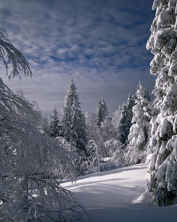 Winter Photograph - Russian Winter Forest in Mountain by Efim Chernov