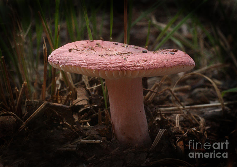 Russula Sp. Mushroom Photograph by Susan Leavines