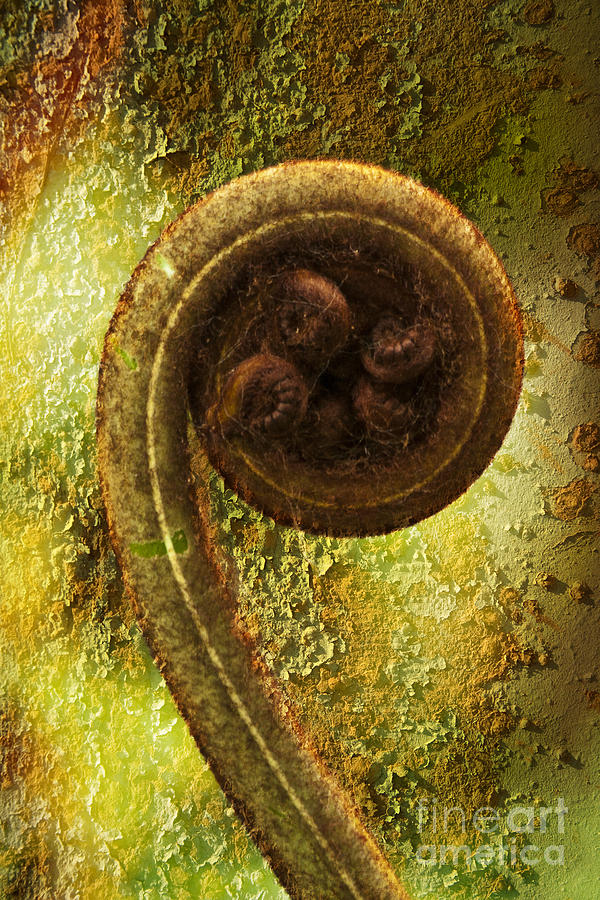 Rust and Fern Photograph by Heiko Koehrer-Wagner