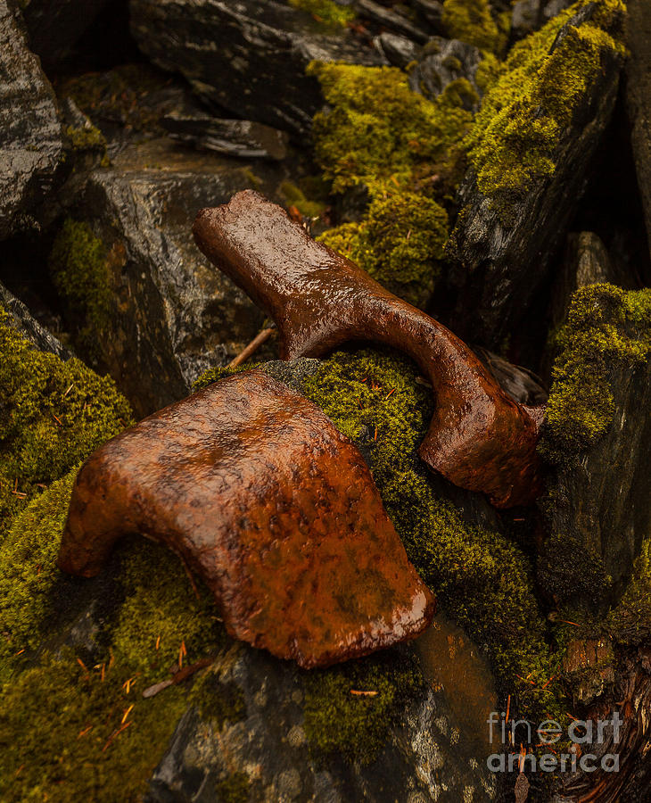 Nature Photograph - Rust and Moss by Steven Reed