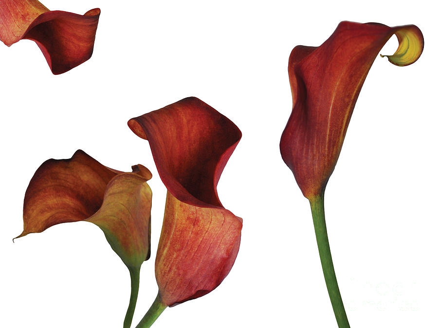 Rust Calla Lily Collage Photograph by Heather Kirk