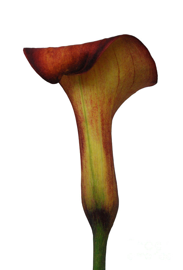 Rust Calla Lily Curves Photograph