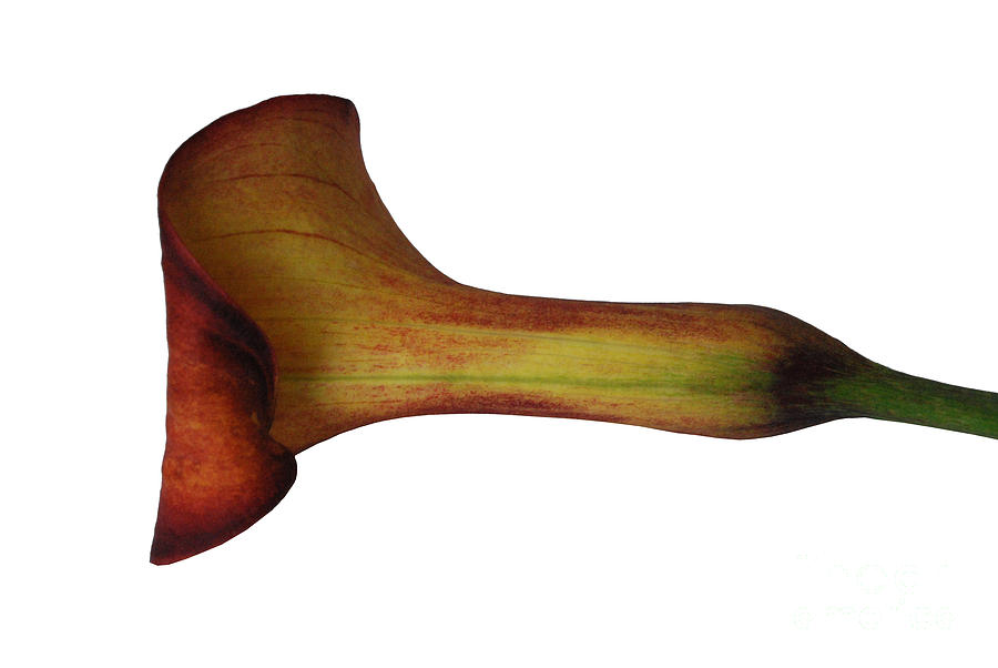 Rust Calla Lily Laying Down Photograph by Heather Kirk