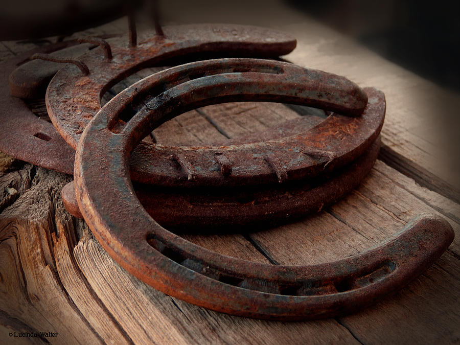 Tucson Photograph - Rusted Horseshoes  by Lucinda Walter