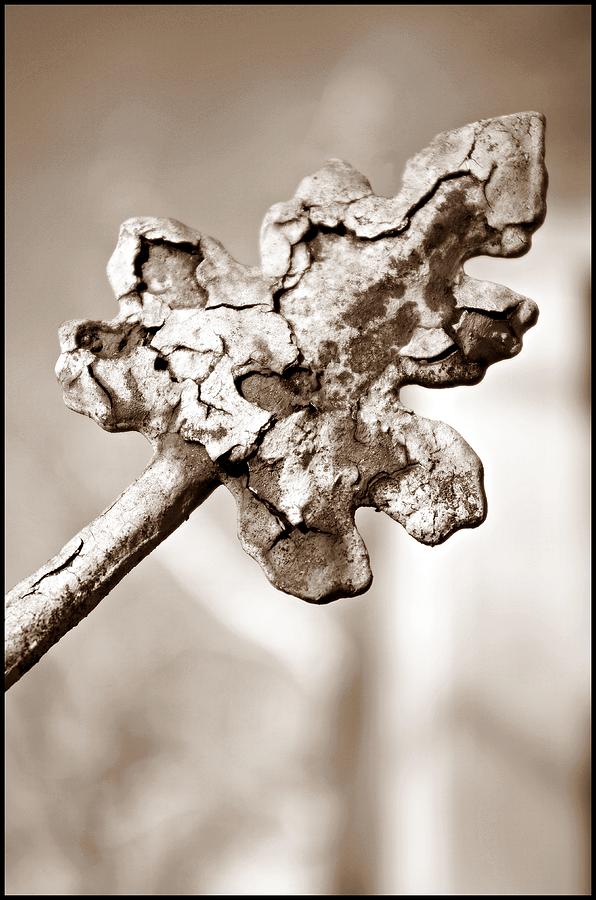 Rust Photograph - Rusted Iron Leaf by Sharon Popek