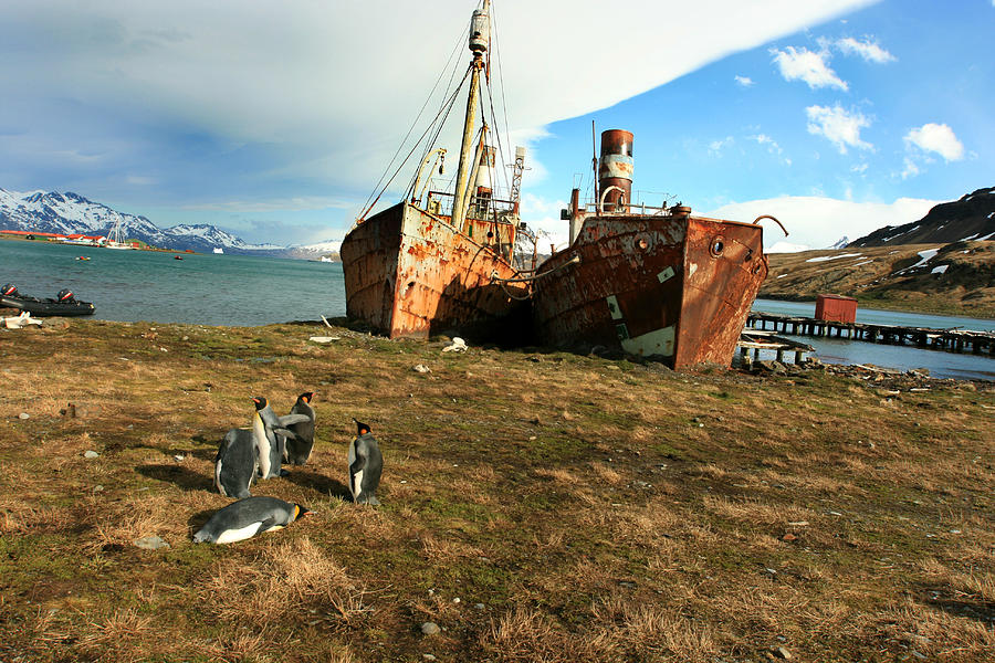 Rusted Whaling Ships Photograph