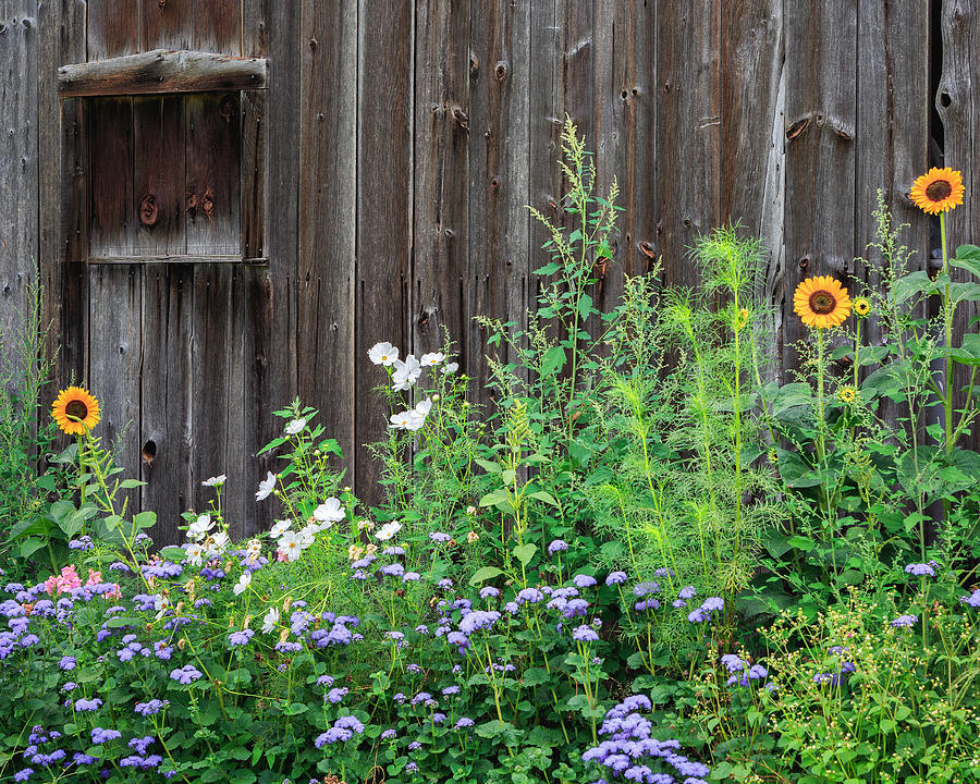 Barn Photograph - Rustic Barn Wood and Summer Flowers by Bill Wakeley