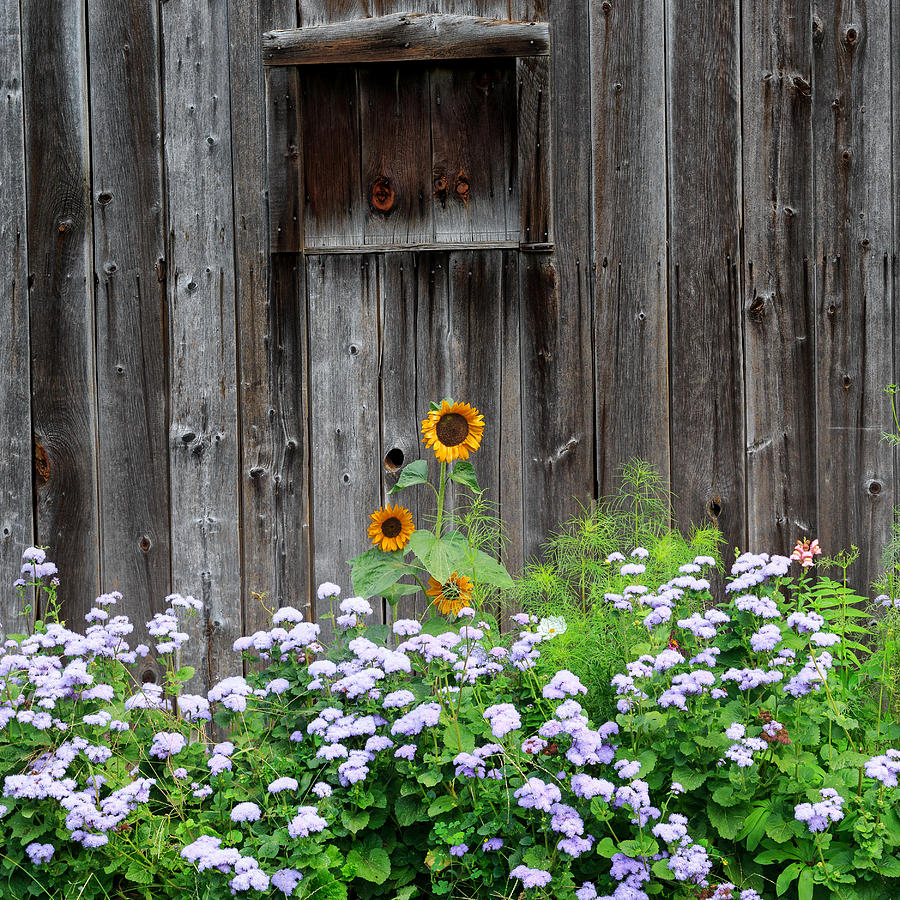 Sunflower Photograph - Rustic Barnwood Sunflower by Bill Wakeley