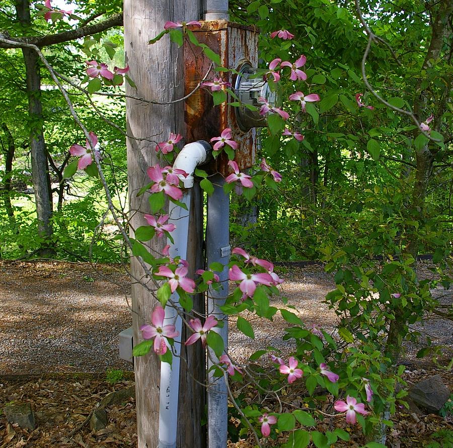 Pink Photograph - Rustic Blooming Dogwoods by Elizabeth King