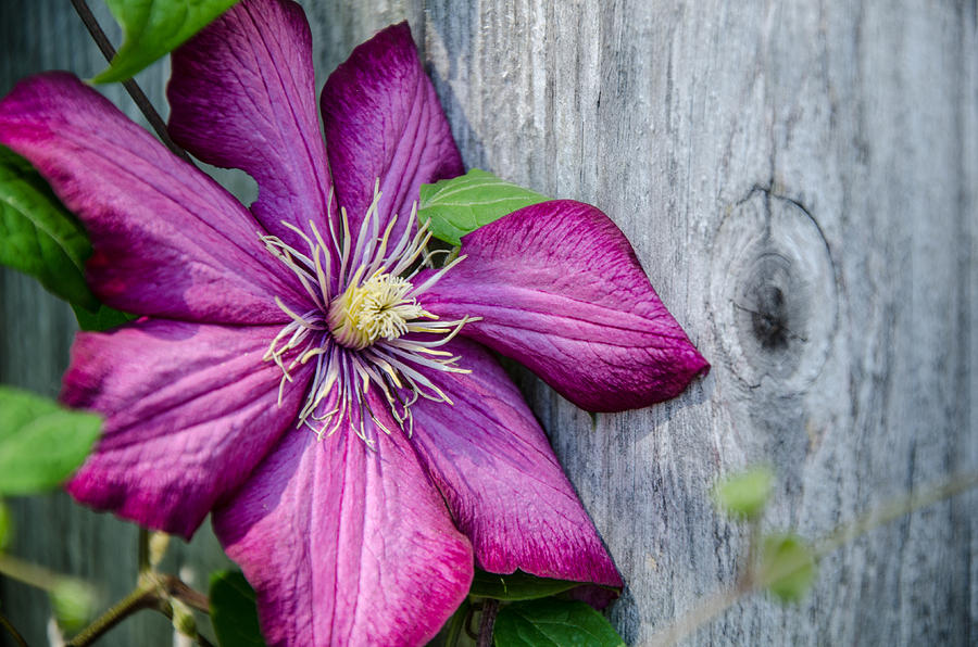 Rustic Clematis Photograph by Susan McMenamin