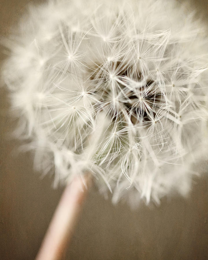 Flower Photograph - Rustic Dandelion in Shades of Brown and Beige by Lisa R