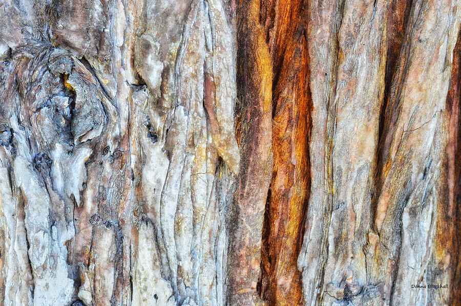 Abstract Photograph - Rustic by Donna Blackhall