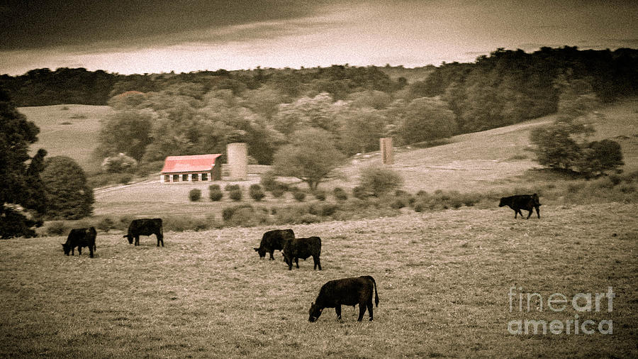 Rustic Farm Photograph by Carlee Ojeda