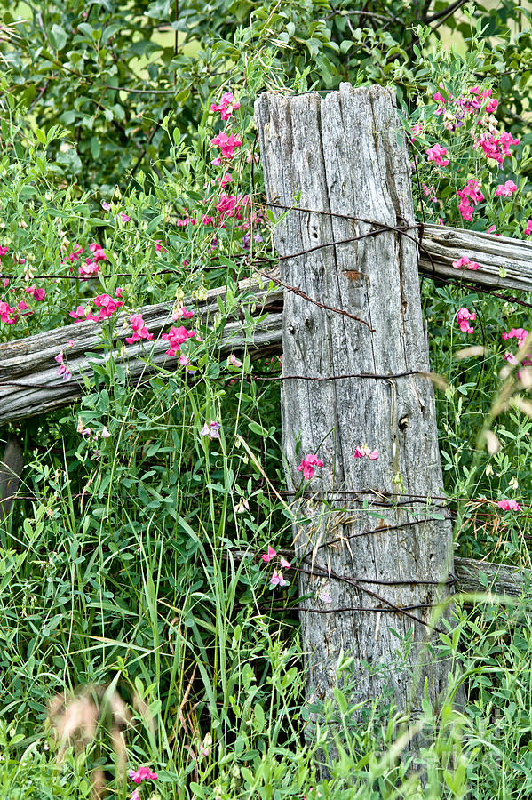 Rustic Fence Post Photograph by Cheryl Baxter