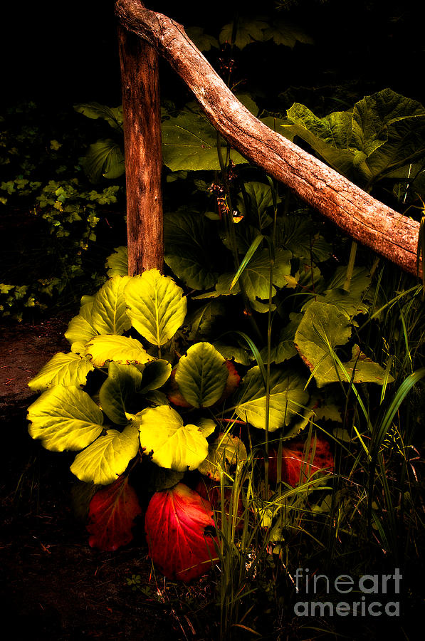 Rustic Garden Photograph by Venetta Archer