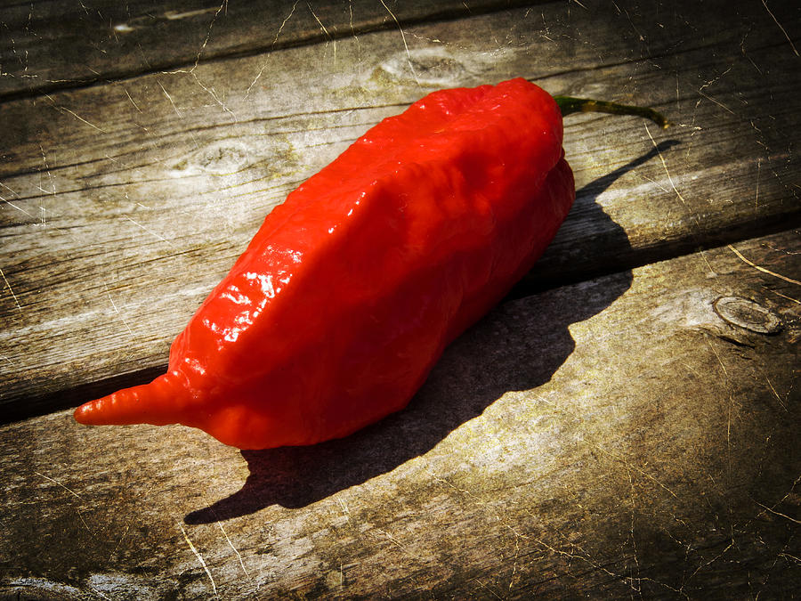 Rustic Ghost Chili Photograph by Shawna Rowe