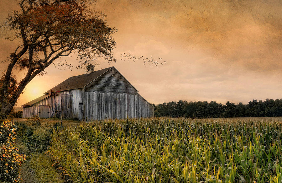 Rustic Gold Photograph by Robin-Lee Vieira