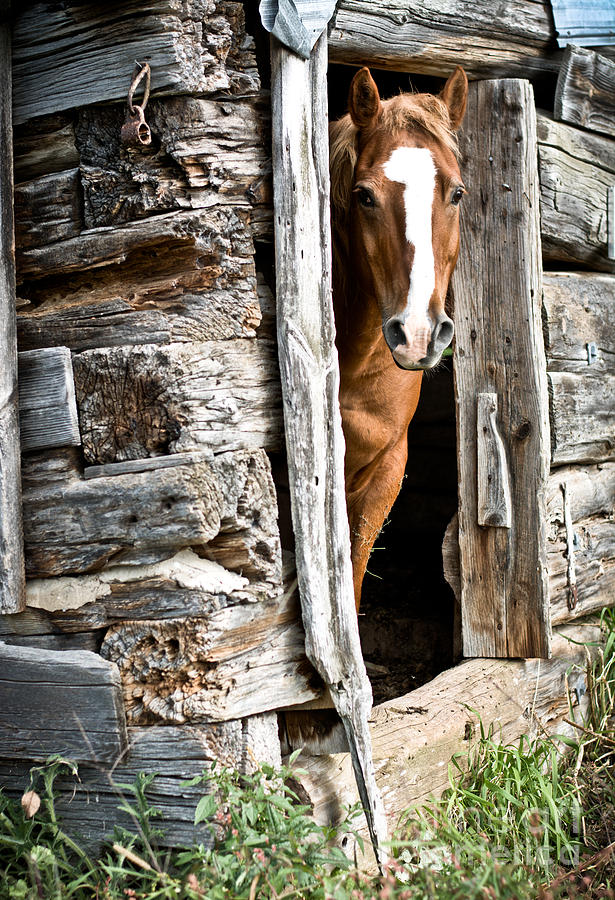 Rustic Horse Scene Photograph by Cheryl Baxter