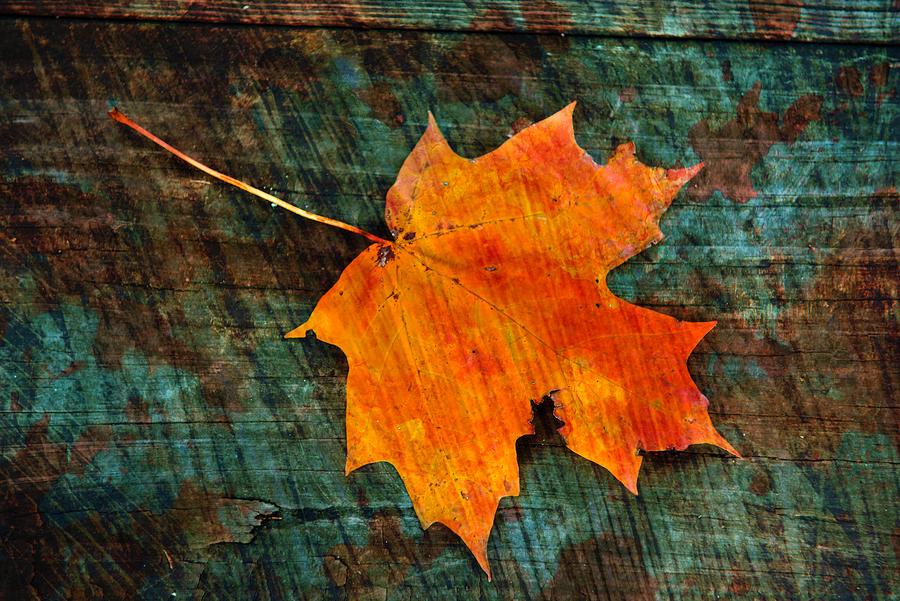 Rustic Leaf Photograph by Irma Mason