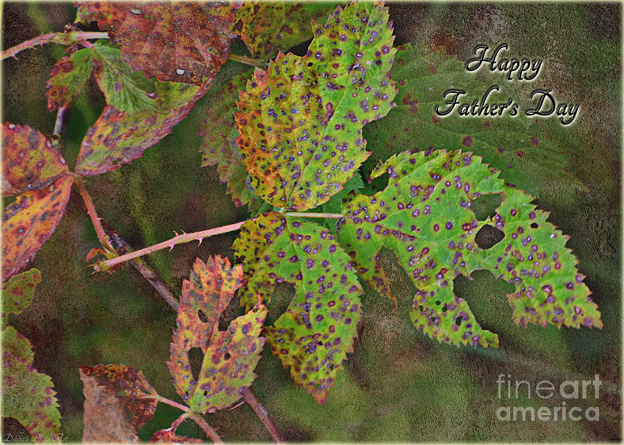 Rustic Leaves Fathers Day card I Photograph by Debbie Portwood