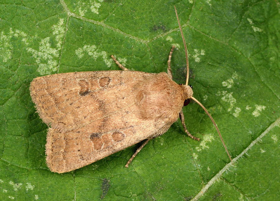 Rustic Moth Photograph by Nigel Downer