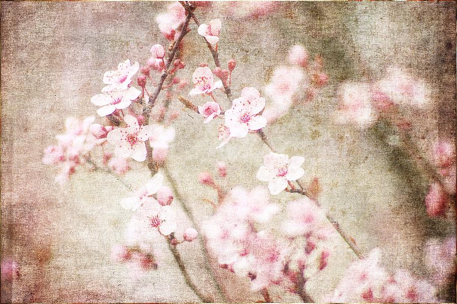 Rustic Pink Spring Blosoms  Photograph by Suzanne Powers