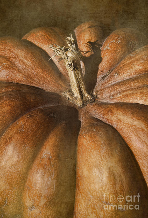 Rustic Pumpkin Photograph by Elena Nosyreva