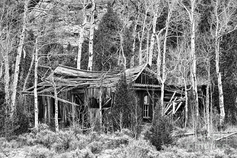 Tree Photograph - Rustic Rundown Rocky Mountain Cabin BW by James BO Insogna