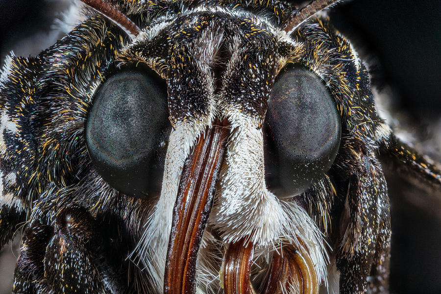 Rustic Sphinx Moth Photograph by Phil DEGGINGER Rustic Sphinx Moth Photograph by Phil DEGGINGER