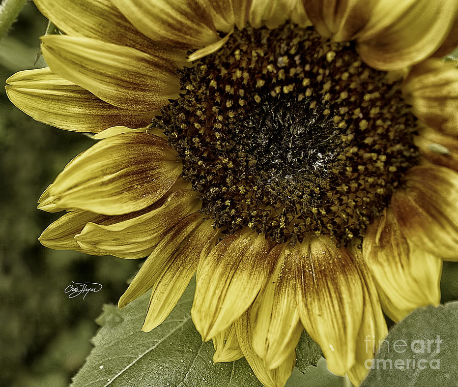 Nature Photograph - Rustic Sun by Cris Hayes