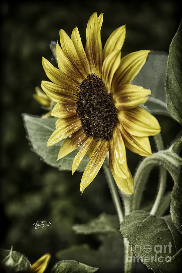 Rustic Sunflower 4 Photograph