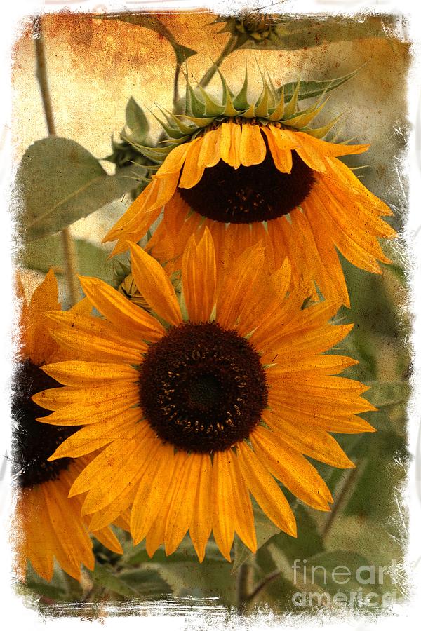 Sunflower Photograph - Rustic Sunflowers by Carol Groenen