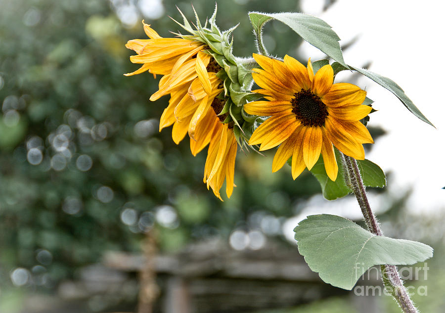 Rustic Sunflowers Photograph by Cheryl Baxter