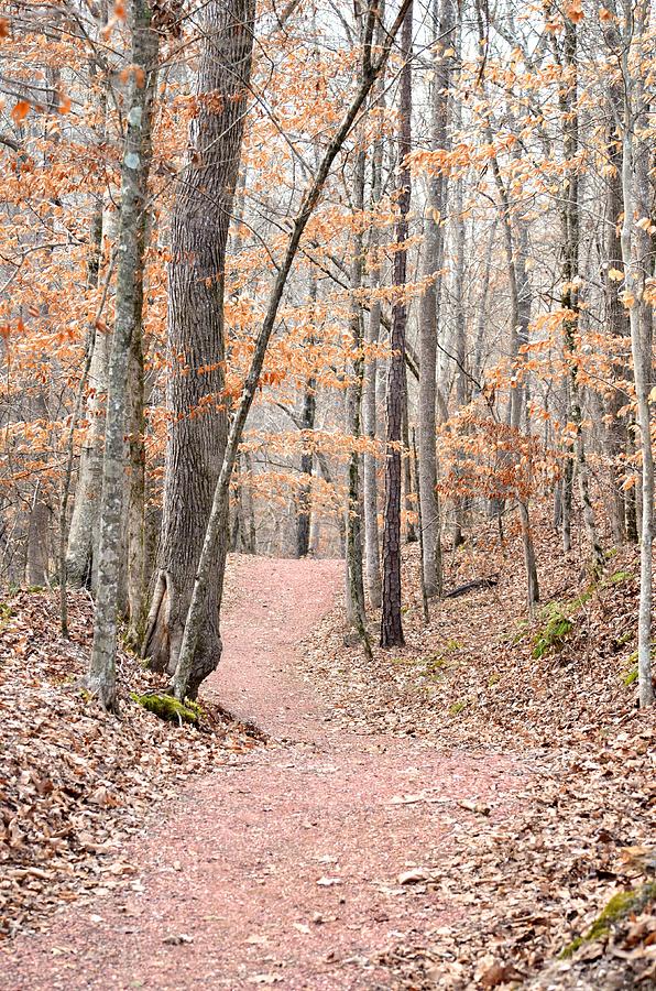 Rustic Trails in January 2013 Photograph by Maria Urso