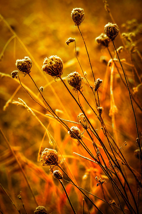 Rustic Weeds Photograph by Brian Stevens