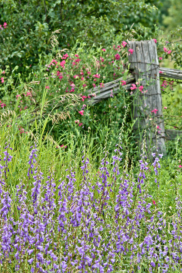 Rustic Wildflowers Photograph by Cheryl Baxter