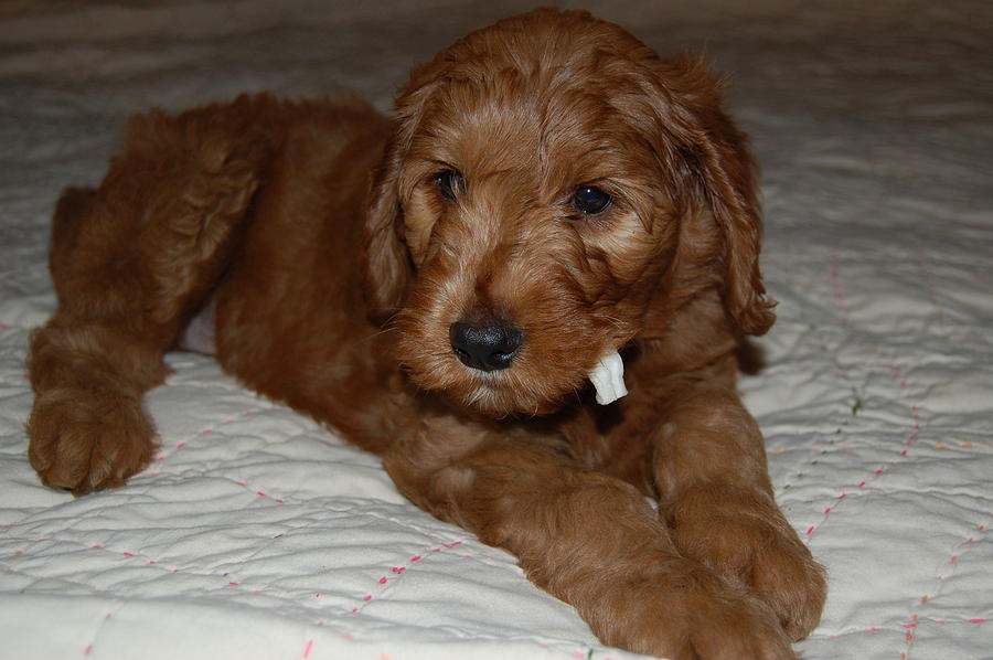 Rustie the Goldendoodle Puppy 7 Photograph by Nicole Berna