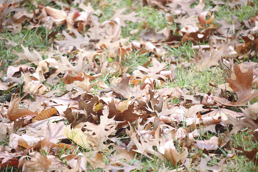 Leaves Photograph - Rustling in the Wind by Stacie Goodloe Leaves Photograph - Rustling in the Wind by Stacie Goodloe